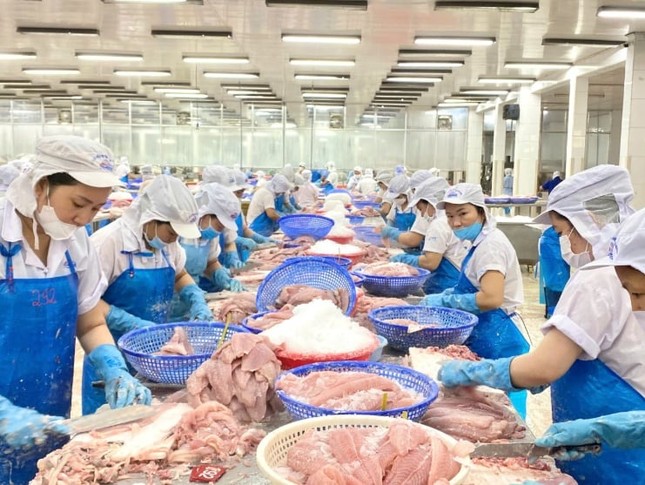 Nước nào tiêu thụ cá tra Việt Nam lớn nhất thế giới? ảnh 2