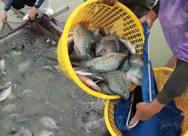 Brazil mở cửa trở lại cho cá rô phi Việt Nam ảnh 1