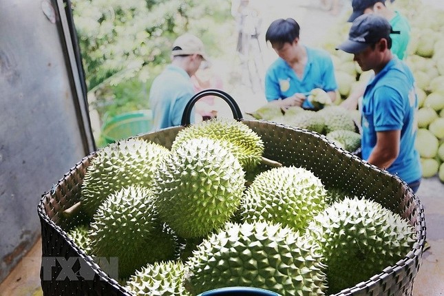 Cám cảnh sầu riêng: Chỉ khi 'sạch từ gốc' mới thực sự ngọt lâu ảnh 2