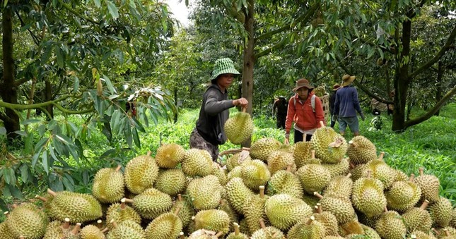Cám cảnh sầu riêng: Chỉ khi 'sạch từ gốc' mới thực sự ngọt lâu ảnh 1