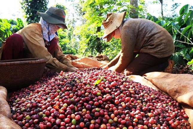 Lộ diện 'ngôi sao' sáng nhất của nông sản Việt Nam ảnh 2