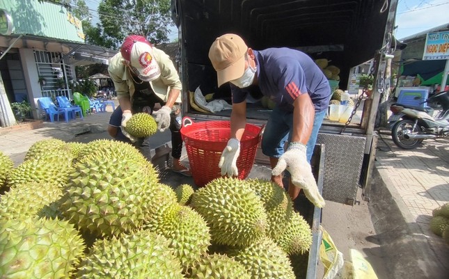 Sự thật việc sầu riêng Việt Nam mất ‘ngôi vương’ ảnh 1