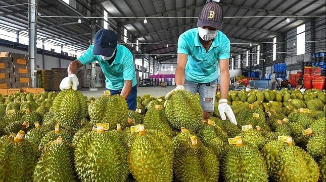 Sự thật việc sầu riêng Việt Nam mất ‘ngôi vương’ ảnh 2