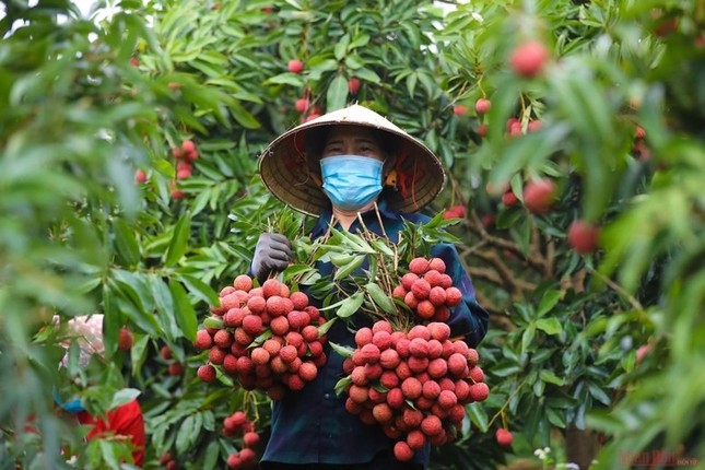 Sầu riêng &apos;vấp ngã&apos; khiến xuất khẩu rau quả lao dốc ảnh 3