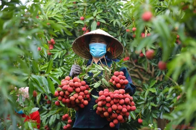 Sầu riêng 'vấp ngã' khiến xuất khẩu rau quả lao dốc ảnh 3