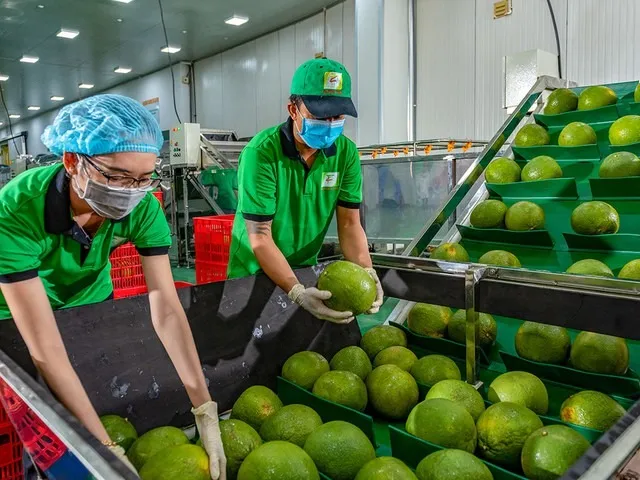 Sầu riêng 'vấp ngã' khiến xuất khẩu rau quả lao dốc ảnh 1