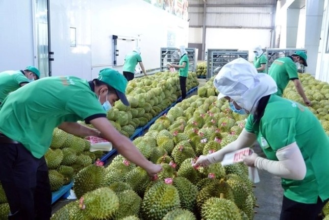 Sầu riêng Việt Nam: Từ &apos;báo động đỏ&apos; tới tham vọng thương hiệu quốc gia ảnh 1
