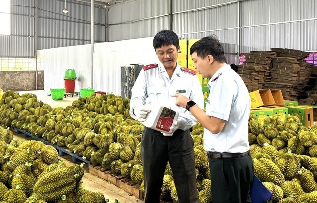 Sầu riêng nhiễm chất cấm: ‘Nếu đất không sạch, trái cũng khó lành’ ảnh 1