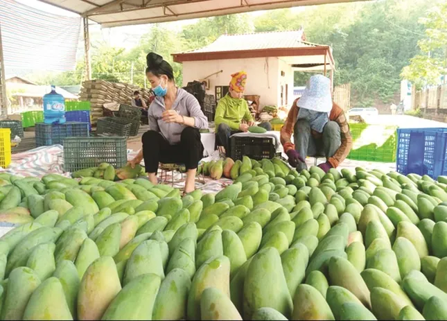 Xoài Việt Nam đang ‘làm mưa làm gió’ ở Trung Quốc ảnh 1