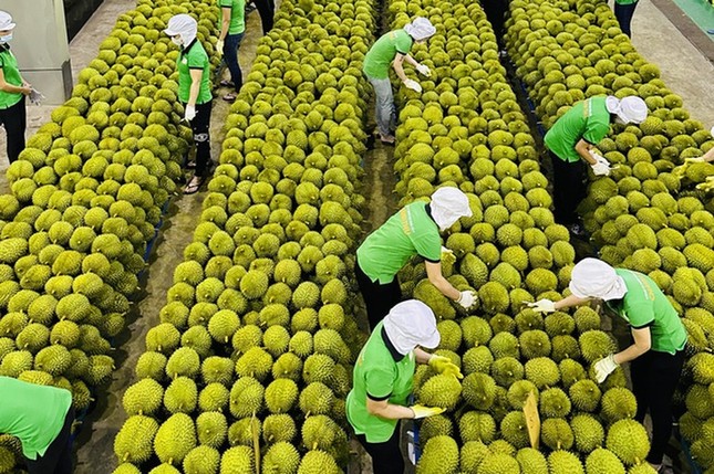 Ngụp lặn giữa khủng hoảng, sầu riêng Việt &apos;lội ngược dòng&apos; thế nào? ảnh 1