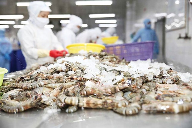 Trung Quốc đặc biệt yêu thích tôm hùm Việt Nam ảnh 2