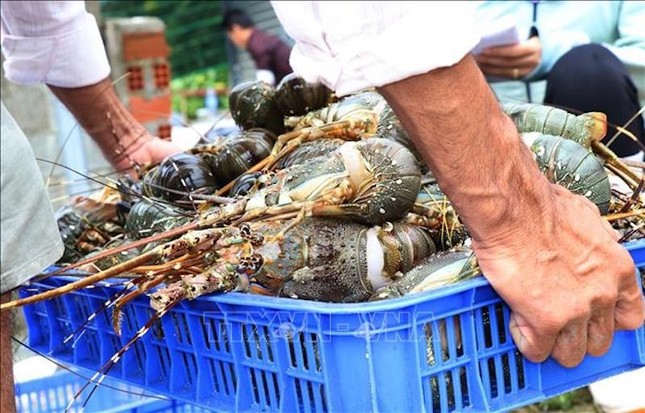 Trung Quốc đặc biệt yêu thích tôm hùm Việt Nam ảnh 1