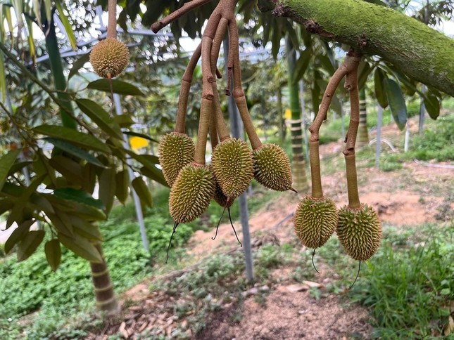Việt Nam trong cuộc đua khốc liệt giành thị phần sầu riêng tại Trung Quốc ảnh 3
