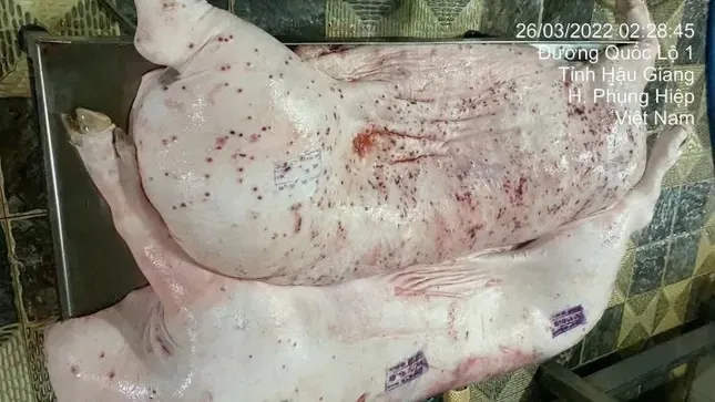 Lùm xùm thực phẩm C.P: Quy trình xử lý heo bệnh như thế nào? ảnh 1