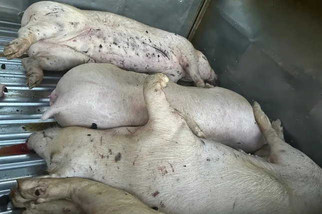 Thanh kiểm tra cơ sở giết mổ động vật trên cả nước ảnh 1