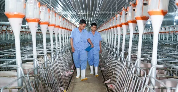 Đề xuất xây &apos;chung cư&apos; cho... lợn ảnh 2