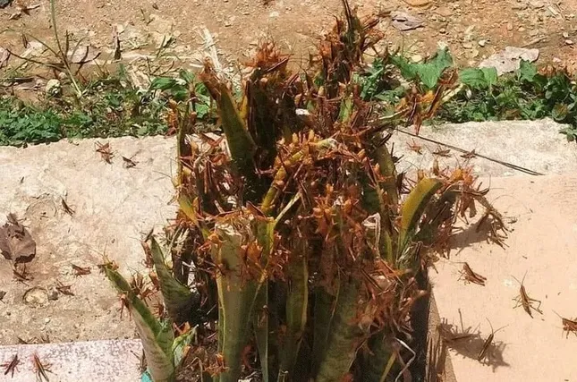 Châu chấu tre bùng phát, 12 tỉnh phía Bắc triển khai biện pháp ngăn chặn ảnh 1