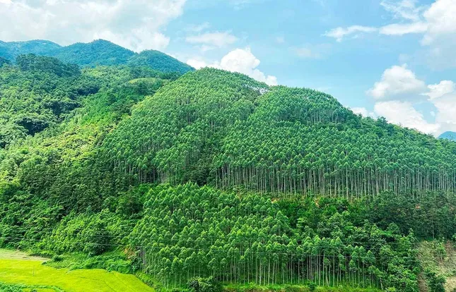 &apos;Ông trùm&apos; Amazon muốn mua tín chỉ carbon rừng Việt Nam ảnh 1