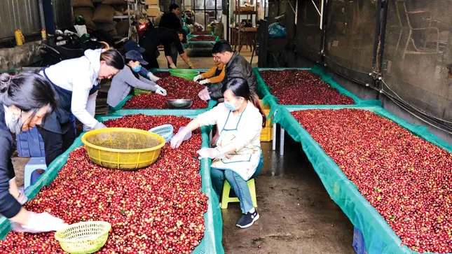 Lý do giá cà phê lao dốc ảnh 2