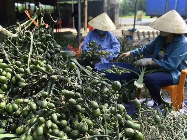 Việt Nam nhập khẩu rất nhiều cau Trung Quốc làm gì? ảnh 1