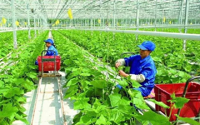 Thứ trưởng Nông nghiệp: Giảm phát thải mới dừng lại ở dự án nhỏ lẻ ảnh 1