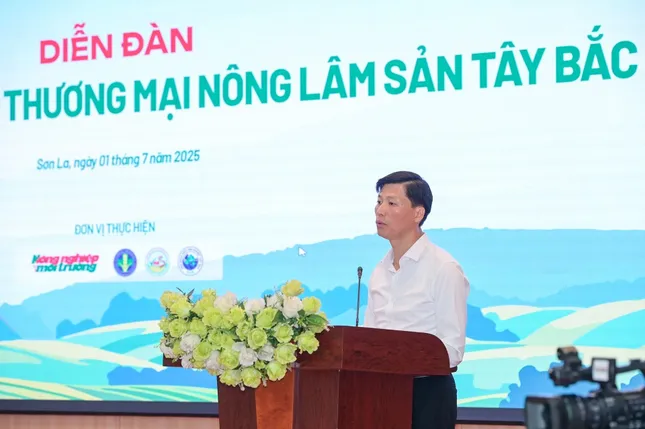 Sâm Lai Châu – &apos;Báu vật&apos; giữa đại ngàn và giấc mơ thương hiệu quốc gia ảnh 1