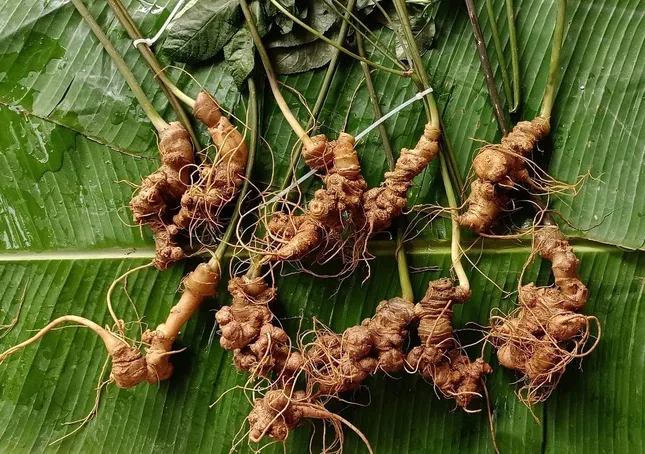 Sâm Lai Châu – &apos;Báu vật&apos; giữa đại ngàn và giấc mơ thương hiệu quốc gia ảnh 2
