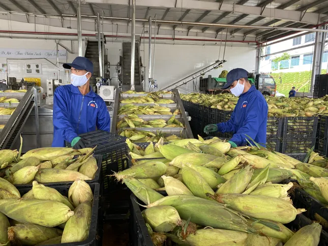 Khánh thành dây chuyền bao bì giấy đầu tiên tại Việt Nam ảnh 2