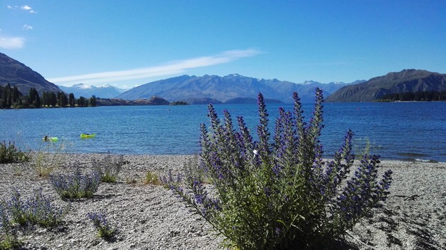 Bài dự thi cuộc thi “New Zealand - Bật mí trăm điều thú vị“: Mùa Hè thiên đường ở Auckland ảnh 2