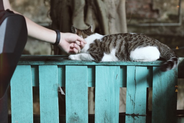 Nhà sách Mão: Chốn hò hẹn xưa cũ và bình yên cho những tâm hồn yêu sách tìm về ảnh 10