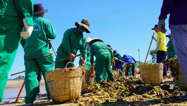 Bất ngờ với hình ảnh &apos;chưa bao giờ thấy&apos; ở biển Bãi Sau, TP Vũng Tàu ảnh 6