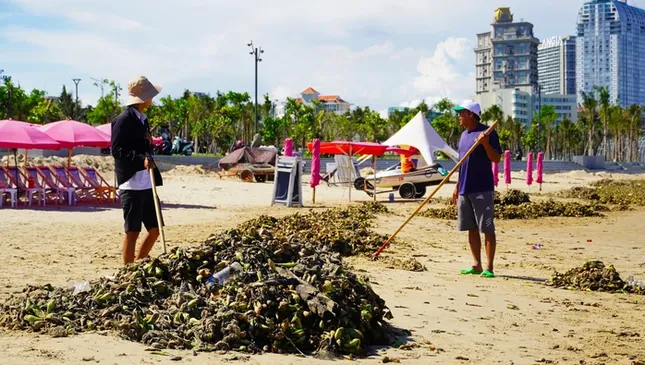 Bất ngờ với hình ảnh &apos;chưa bao giờ thấy&apos; ở biển Bãi Sau, TP Vũng Tàu ảnh 5