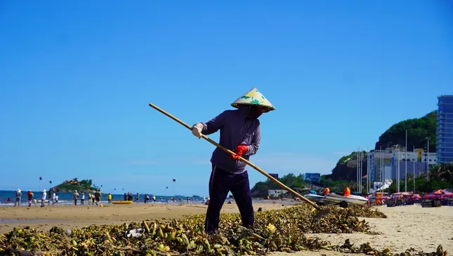 Bất ngờ với hình ảnh &apos;chưa bao giờ thấy&apos; ở biển Bãi Sau, TP Vũng Tàu ảnh 10
