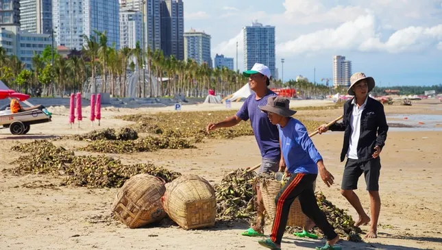 Bất ngờ với hình ảnh &apos;chưa bao giờ thấy&apos; ở biển Bãi Sau, TP Vũng Tàu ảnh 8