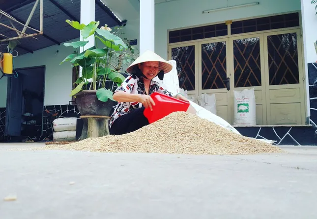 Lão nông Sài Gòn thu hoạch lúa đón Tết giữa những toà nhà cao tầng ảnh 10