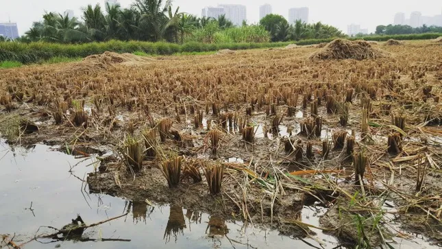Lão nông Sài Gòn thu hoạch lúa đón Tết giữa những toà nhà cao tầng ảnh 3