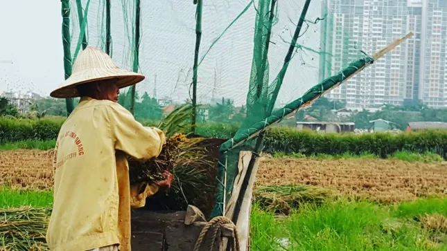 Lão nông Sài Gòn thu hoạch lúa đón Tết giữa những toà nhà cao tầng ảnh 4