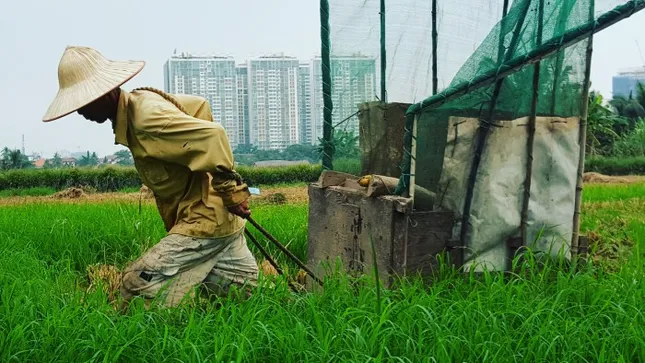 Lão nông Sài Gòn thu hoạch lúa đón Tết giữa những toà nhà cao tầng ảnh 6