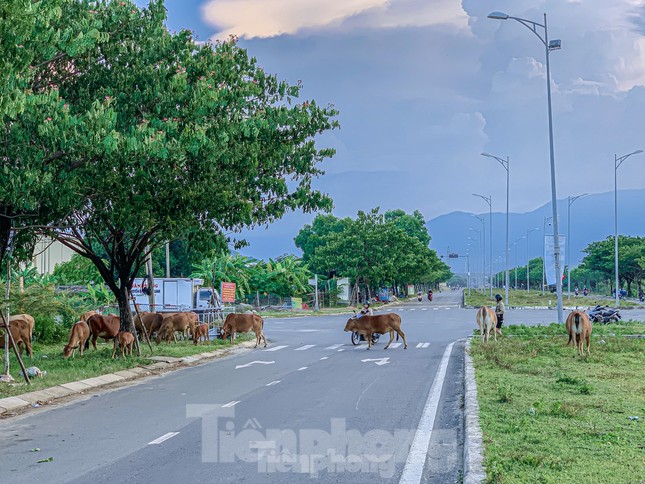 Đà Nẵng: Bò thả rông húc văng cháu bé đang chơi trước nhà ảnh 1