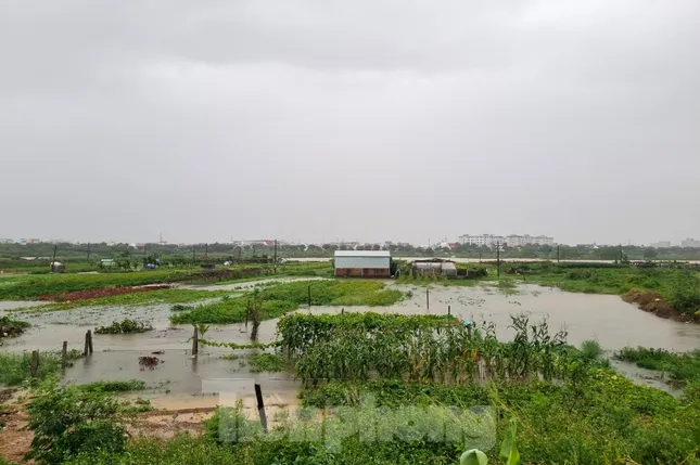 Nước sông ở Đà Nẵng dâng cao, tràn lên đường ảnh 4