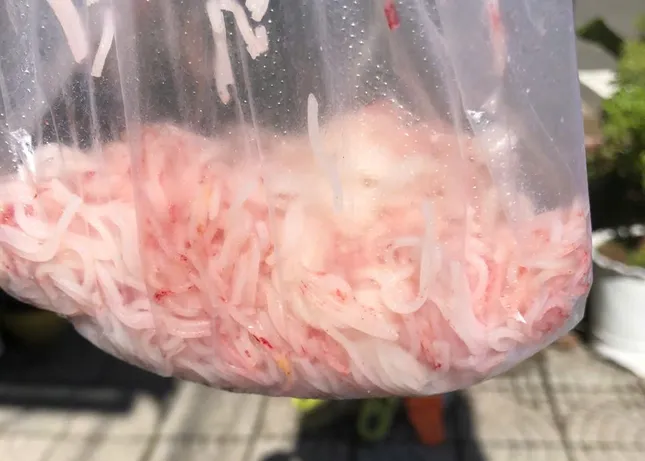 Bún tươi đổi màu lạ tại Đà Nẵng: Cơ sở sản xuất bị đình chỉ khẩn cấp ảnh 1