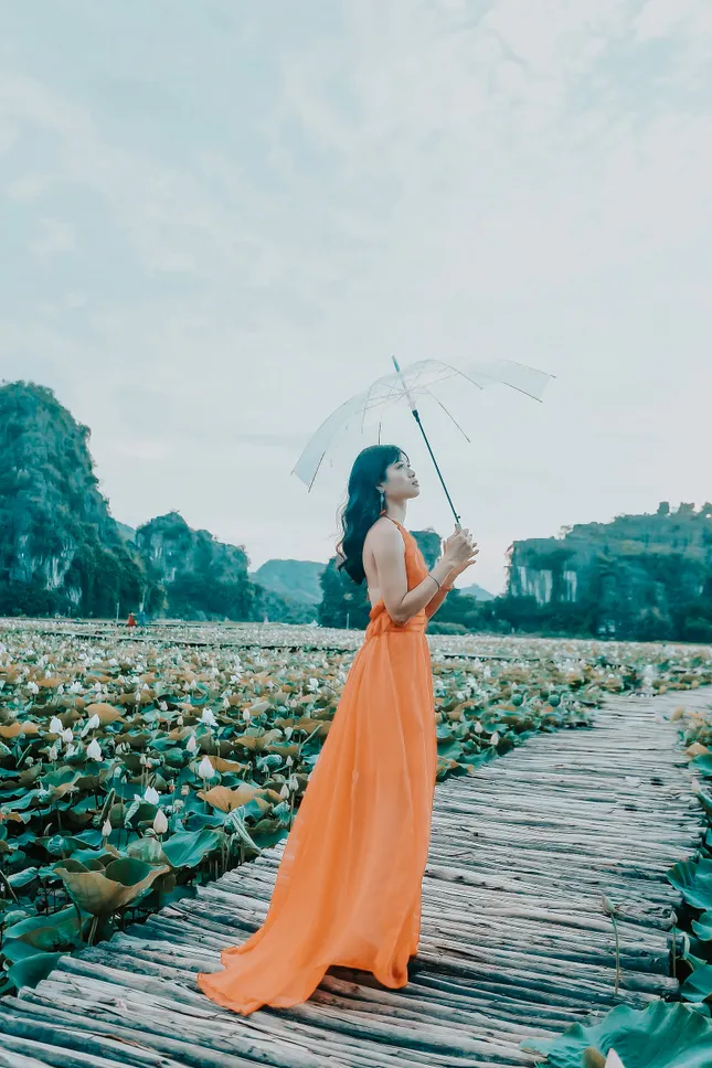 Đẹp lụy tim con đường gỗ giữa cánh đồng sen đang nở rộ ở Hang Múa (Ninh Bình) ảnh 1