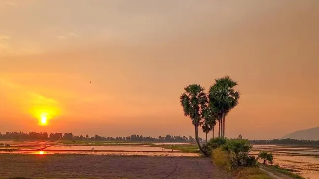 Rủ ngay hội bạn thân tới chụp ảnh “sống ảo” với cây thốt nốt hình trái tim ở An Giang nào! ảnh 1