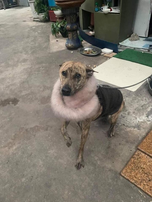 Thời trang của hội thú cưng trong thời tiết rét đậm: Khi “sen” làm stylist cho các “boss“ ảnh 18
