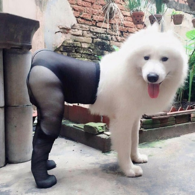 Thời trang của hội thú cưng trong thời tiết rét đậm: Khi “sen” làm stylist cho các “boss“ ảnh 17