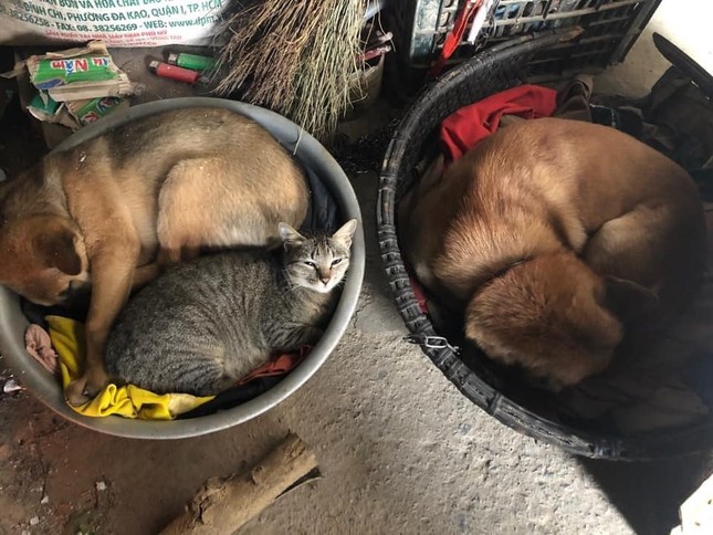 Thời trang của hội thú cưng trong thời tiết rét đậm: Khi “sen” làm stylist cho các “boss“ ảnh 14
