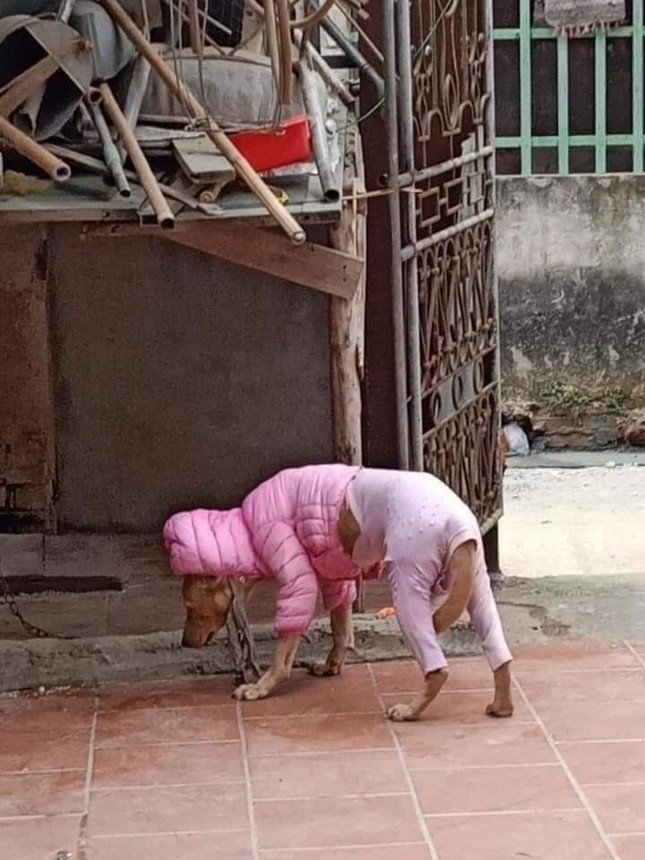 Thời trang của hội thú cưng trong thời tiết rét đậm: Khi “sen” làm stylist cho các “boss“ ảnh 13