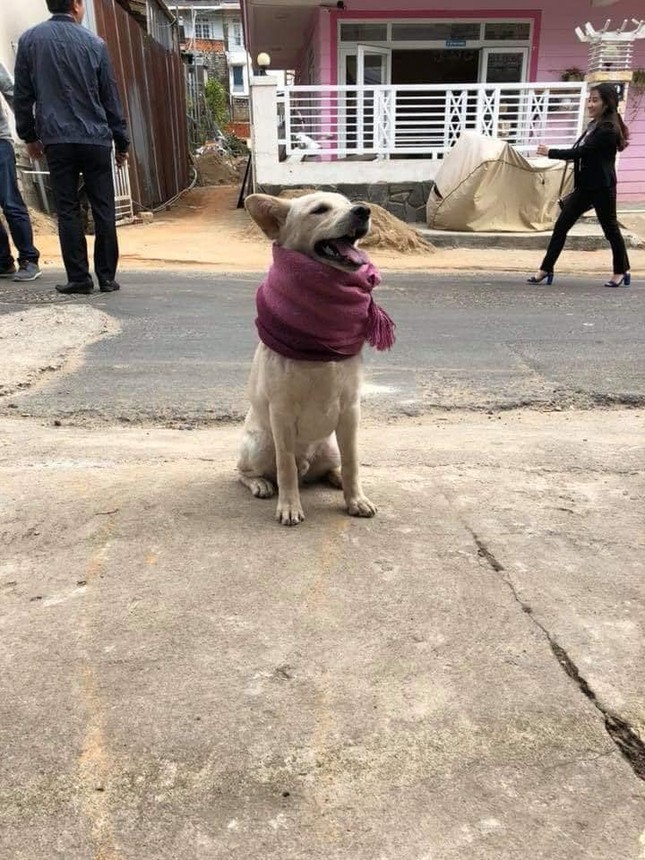 Thời trang của hội thú cưng trong thời tiết rét đậm: Khi “sen” làm stylist cho các “boss“ ảnh 11