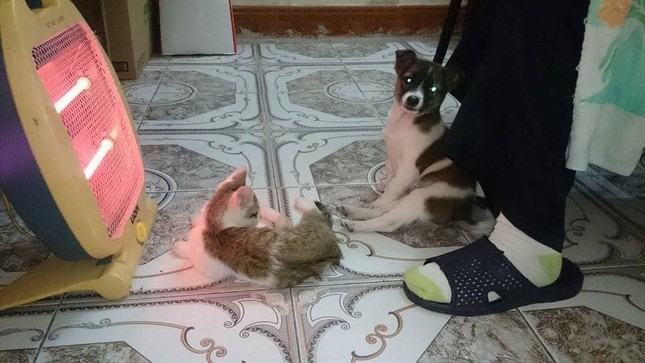 Thời trang của hội thú cưng trong thời tiết rét đậm: Khi “sen” làm stylist cho các “boss“ ảnh 8