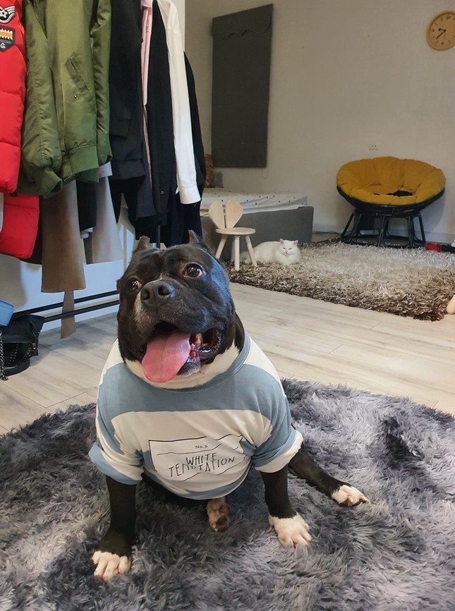 Thời trang của hội thú cưng trong thời tiết rét đậm: Khi “sen” làm stylist cho các “boss“ ảnh 7